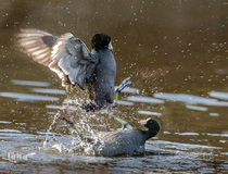 تصاویر غیر معمول از پرندگان