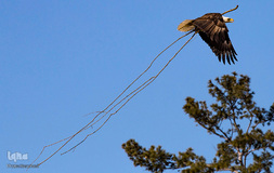 تصاویر غیر معمول از پرندگان