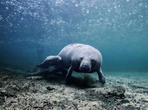 تصاویر برگزیده هفته نشنال‌جئوگرافیک