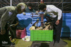 بازار خرید و فروش دام در عید قربان