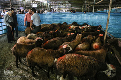 بازار خرید و فروش دام در عید قربان