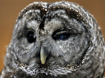 تصاویر برگزیده ماه جهان در جولای 2019