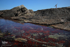 تصاویر برگزیده ماه جهان در جولای 2019