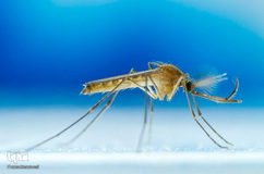 روز جهانی پشه