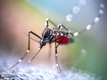 روز جهانی پشه