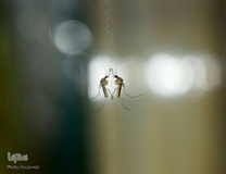 روز جهانی پشه