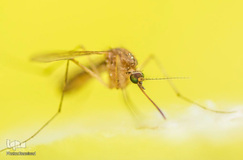 روز جهانی پشه