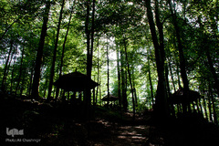 ۸ مردادماه در تقویم کشور به نام روز ملی جنگل نام‌گذاری شده است