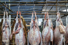 بازار خرید و فروش دام در عید قربان