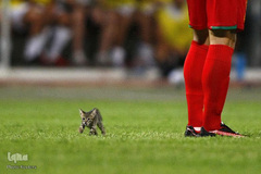 حیوانات و ورزشکاران
