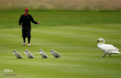 حیوانات و ورزشکاران
