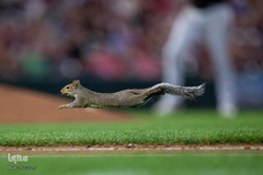 حیوانات و ورزشکاران
