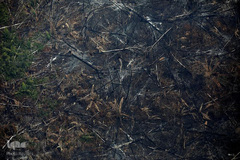 اتش‌سوزی سهمگین در آمازون