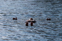 اُوان، دریاچه ای پر پیچ و خم