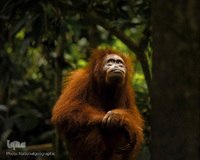 زندگی شگفت‌انگیز حیوانات