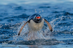 زندگی شگفت‌انگیز حیوانات