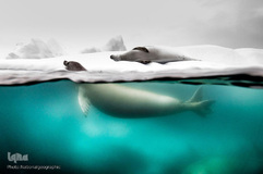 زندگی شگفت‌انگیز حیوانات