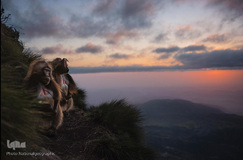 زیستگاه کوهستانی حیوانات