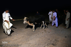 پخت 10هزار غذای عزاداران عاشورای حسینی/ جازموریان