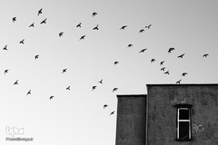 دیار نزدیک، مجموعه‌ای که ارادت و اشتیاق مردم به قهرمانان هشت ساله جنگ تحمیلی را به نمایش می‌گذارد.