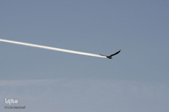 برگزیده تصاویر مسابقه عکاسی کمدی از حیوانات ۲۰۱۹