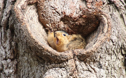 برگزیده تصاویر مسابقه عکاسی کمدی از حیوانات ۲۰۱۹