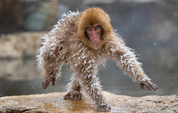 برگزیده تصاویر مسابقه عکاسی کمدی از حیوانات ۲۰۱۹