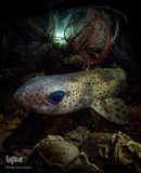 برندگان جوایز عکاسی حیات وحش انگلیس 2019