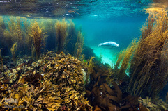 برندگان جوایز عکاسی حیات وحش انگلیس 2019