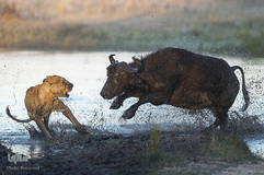 مبارزه بوفالو‌ها با شیر‌های گرسنه