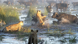 مبارزه بوفالو‌ها با شیر‌های گرسنه