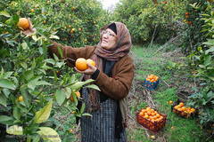 عشایر و زندگی روستایی