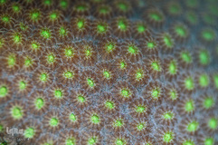 دریای کارائیب