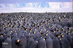 تصاویر برگزیده حیات وحش در سال ۲۰۱۹