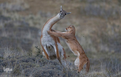 تصاویر برگزیده حیات وحش در سال ۲۰۱۹