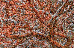 تصاویر برگزیده حیات وحش در سال ۲۰۱۹