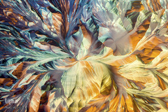 برگزیدگان مسابقه عکاسی از دنیای کوچک 2019