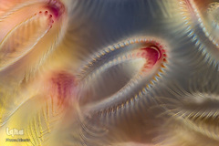 برگزیدگان مسابقه عکاسی از دنیای کوچک 2019