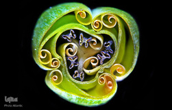 برگزیدگان مسابقه عکاسی از دنیای کوچک 2019