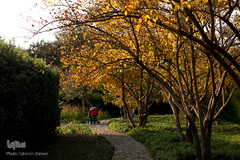 پاییز تهران