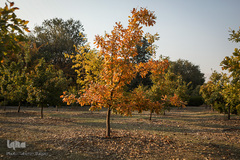 پاییز تهران