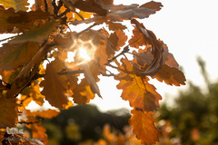 پاییز تهران