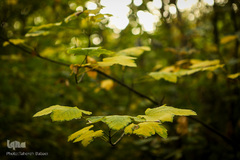 پاییز تهران