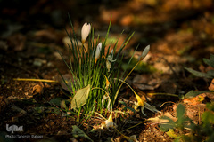 پاییز تهران