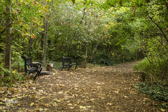 پاییز تهران