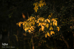 پاییز تهران