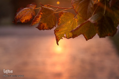 پاییز تهران