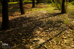 پاییز تهران