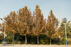 پاییز تهران