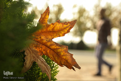 پاییز تهران